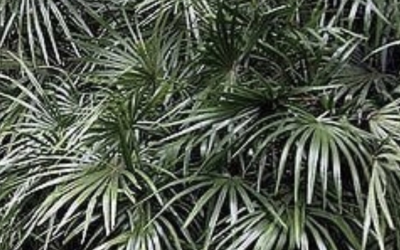 Иглолистна палма (Rhapidophyllum hystrix) – шампионът по студоустойчивост Иглолистна палма (Rhapidophyllum hystrix) – шампионът по студоустойчивост
