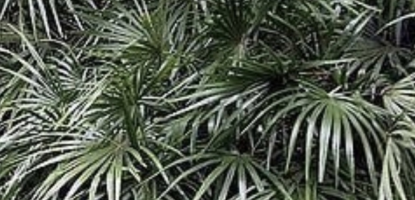 Иглолистна палма (Rhapidophyllum hystrix) – шампионът по студоустойчивост