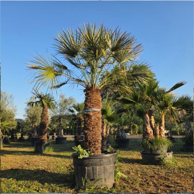 Chamaerops humilis var. cerifera (Синя европейска ветриловидна палма) – Изключително студоустойчива палма