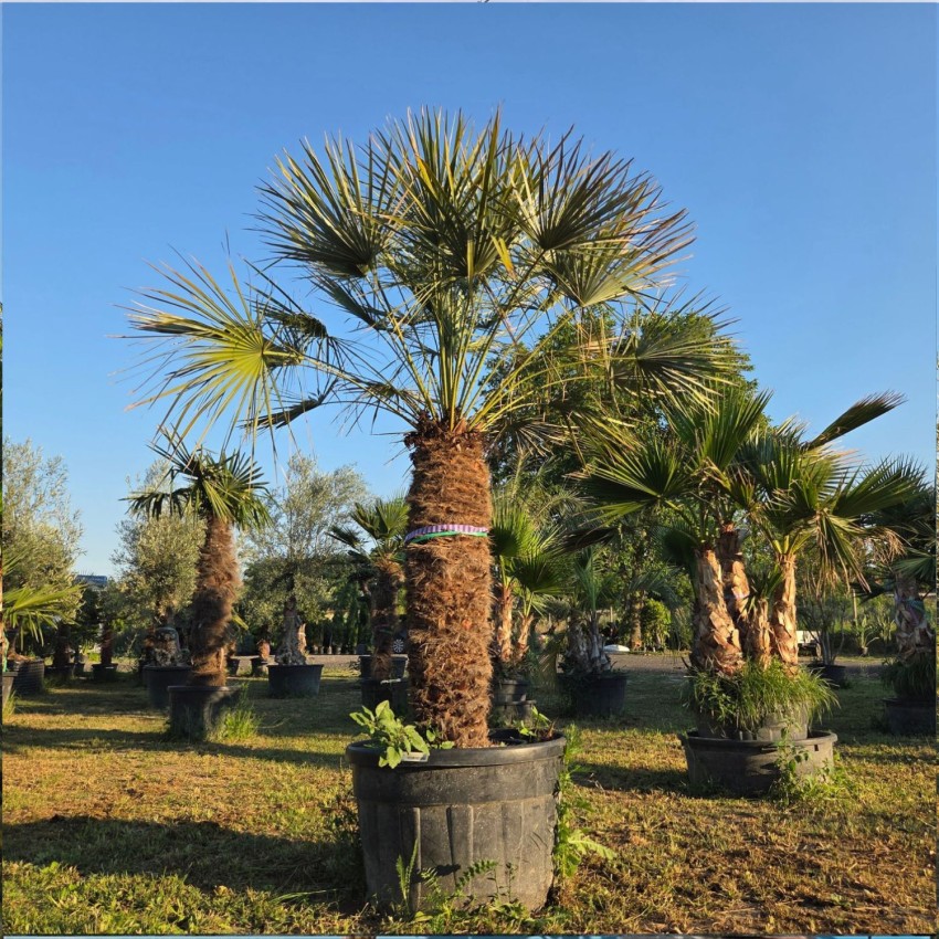 Chamaerops humilis var. cerifera (Синя европейска ветриловидна палма) – Изключително студоустойчива палма