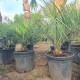 Бутия Капитата-Butia Capitata Бутия Капитата-Butia Capitata
