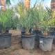 Бутия Капитата-Butia Capitata Бутия Капитата-Butia Capitata