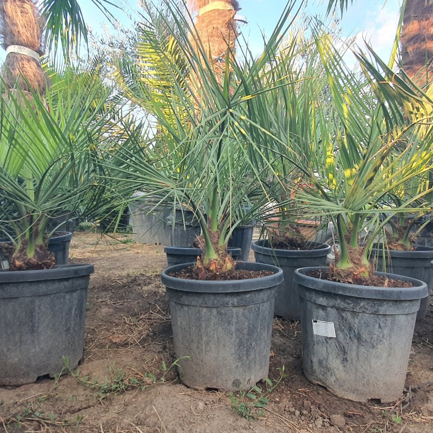 Бутия Капитата-Butia Capitata Бутия Капитата-Butia Capitata