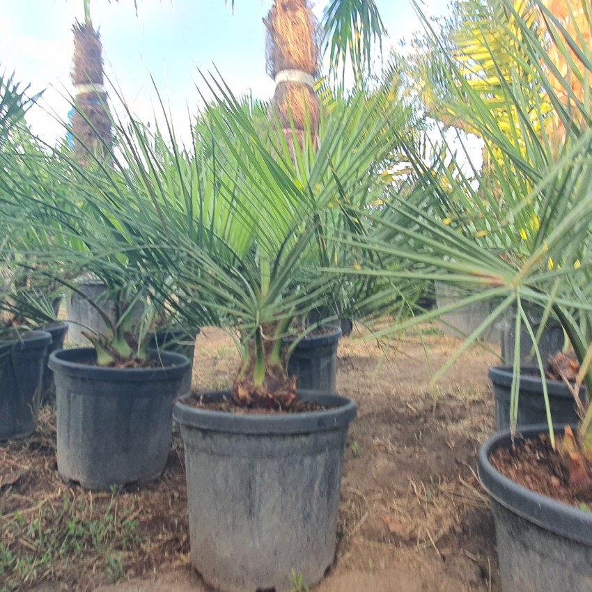 Бутия Капитата-Butia Capitata Бутия Капитата-Butia Capitata