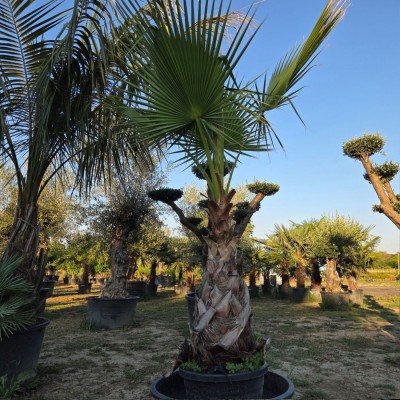 Вашингтония Робуста – 1 м чисто стъбло | Washingtonia robusta