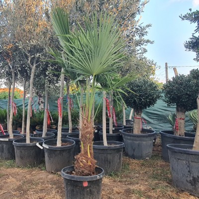 Студоустойчива палма Трахикарпус Фортуней- Trachycarpus Fortunei