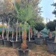Студоустойчива палма Трахикарпус Фортуней- Trachycarpus Fortunei Студоустойчива палма Трахикарпус Фортуней- Trachycarpus Fortunei