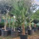 Студоустойчива палма Трахикарпус Фортуней- Trachycarpus Fortunei Студоустойчива палма Трахикарпус Фортуней- Trachycarpus Fortunei