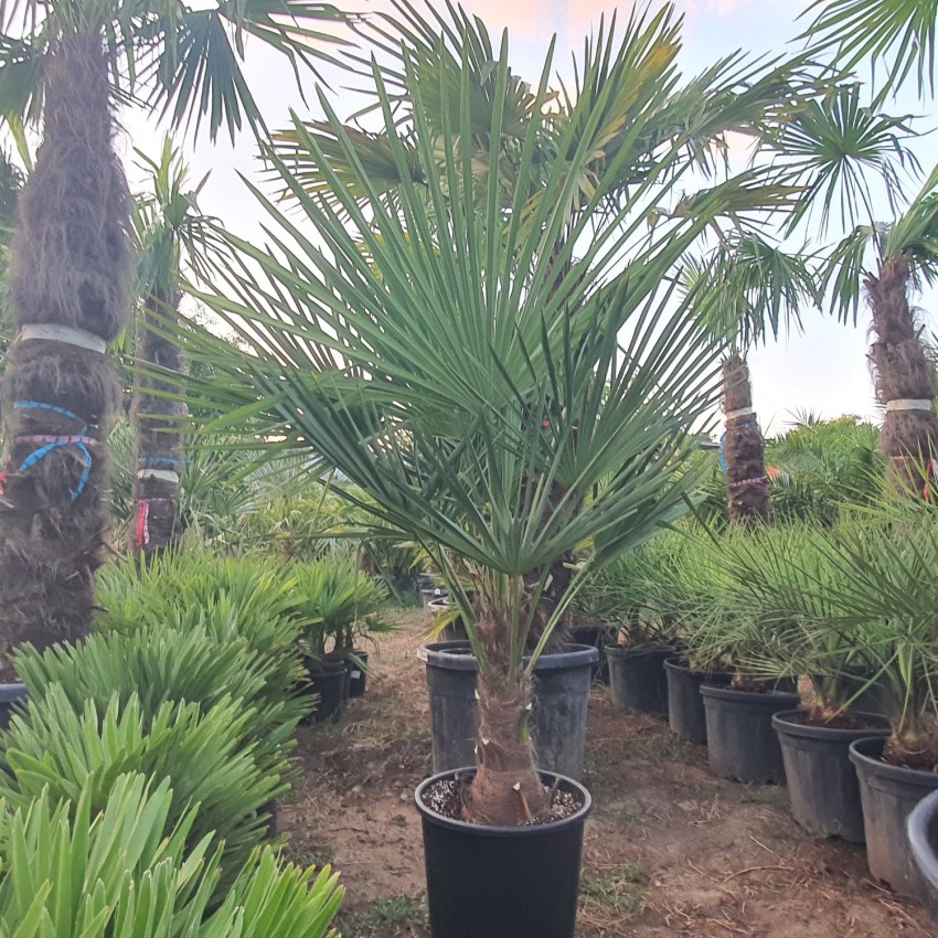 Студоустойчива палма Трахикарпус Фортуней- Trachycarpus Fortunei Студоустойчива палма Трахикарпус Фортуней- Trachycarpus Fortunei