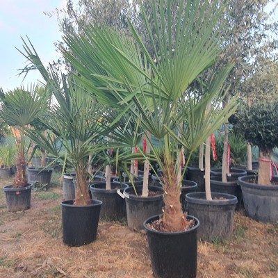 Студоустойчива палма Трахикарпус Фортуней- Trachycarpus Fortunei