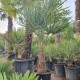 Студоустойчива палма Трахикарпус Фортуней- Trachycarpus Fortunei Студоустойчива палма Трахикарпус Фортуней- Trachycarpus Fortunei