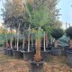 Студоустойчива палма Трахикарпус Фортуней-Tracycarpus Fortunei Студоустойчива палма Трахикарпус Фортуней-Tracycarpus Fortunei