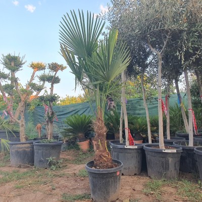  Студоустойчива палма Трахикарпус Фортуней-Trachycarpus Fortunei