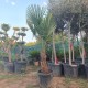 Студоустойчива палма Трахикарпус Фортуней-Tracycarpus Fortunei Студоустойчива палма Трахикарпус Фортуней-Tracycarpus Fortunei