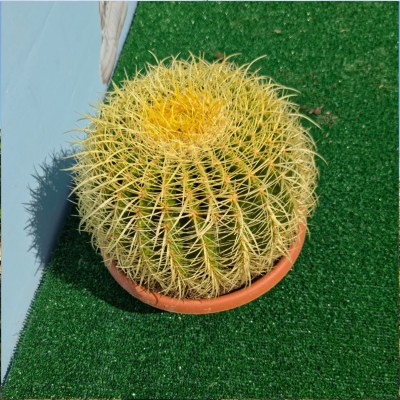 Кактус Табуретката на свекървата (Echinocactus grusonii) – Златна бъчва