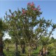 Индийски Люляк (Lagerstroemia indica) – Готов Акцент за Вашата Градина