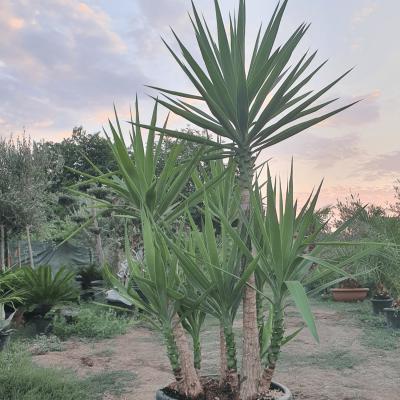 Юка Елефантипес / Слонска юка – стил и екзотика