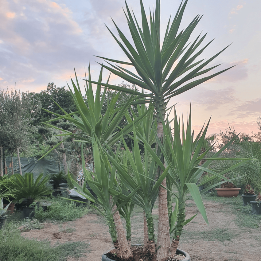 Юка Елефантипес / Слонска юка – стил и екзотика