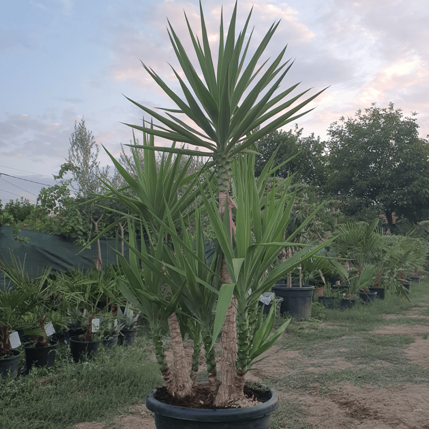 Юка Елефантипес / Слонска юка – стил и екзотика