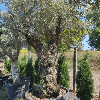Ексклузивно маслиново дърво Olea europaea с масивно, скулптурно стъбло