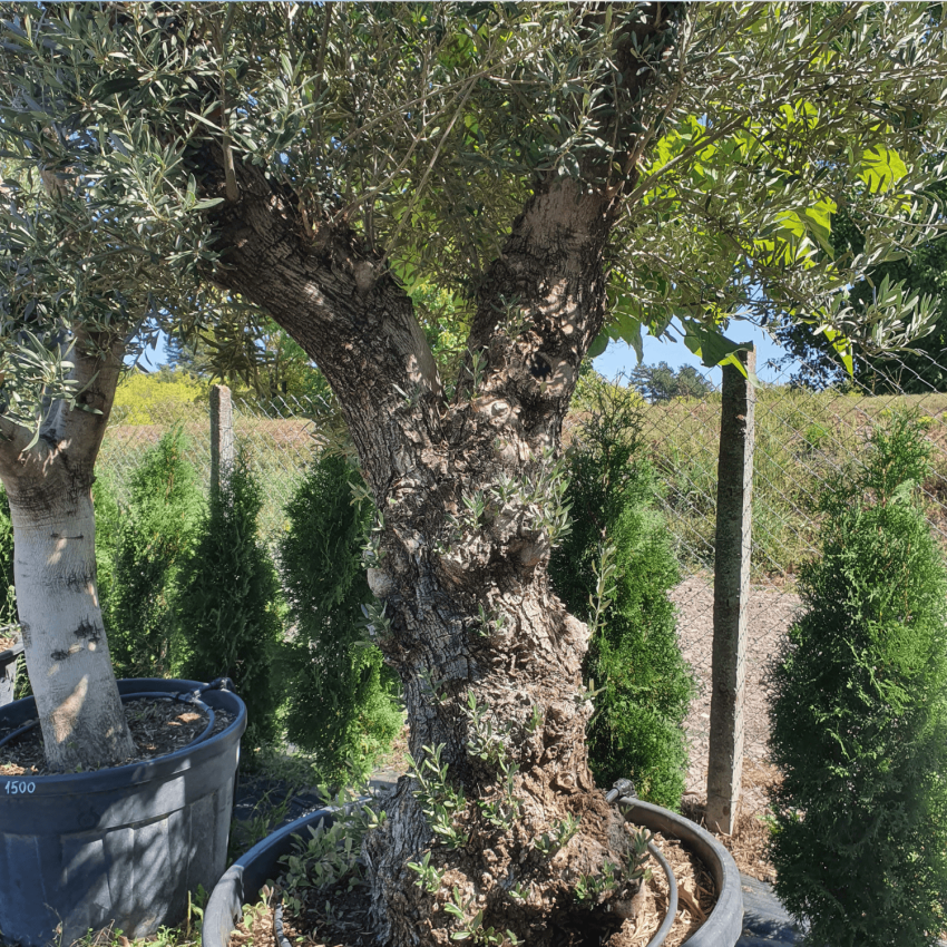 Ексклузивно маслиново дърво Olea europaea с масивно, скулптурно стъбло