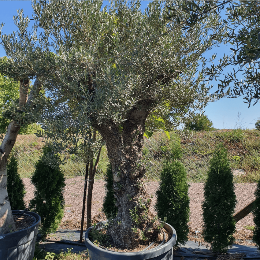Ексклузивно маслиново дърво Olea europaea с масивно, скулптурно стъбло