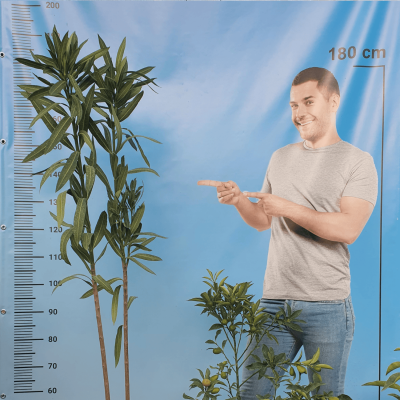 Нериум олеандър (Nerium oleander) – зряло растение, височина 180–200 см