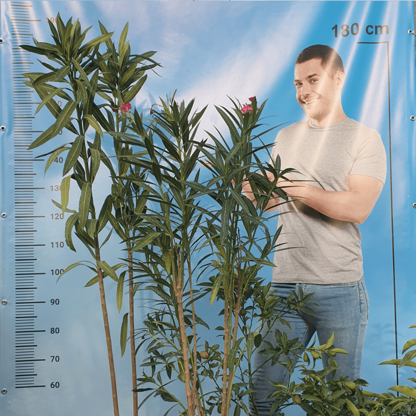 Нериум олеандър (Nerium oleander) – зряло растение, височина 180–200 см