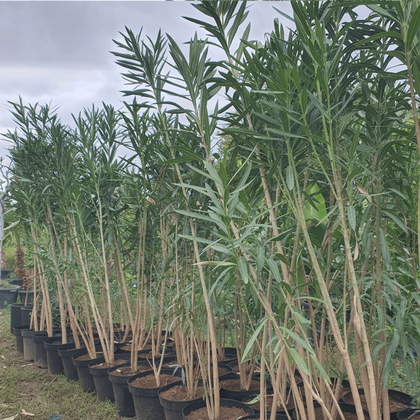 Нериум олеандър (Nerium oleander) – зряло растение, височина 180–200 см