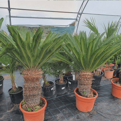 Цикас Революта-Cicas Revoluta-Големи екземпляри