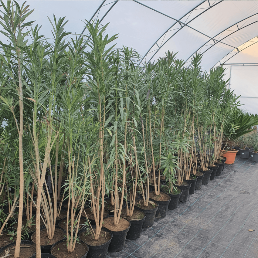 Нериум олеандър (Nerium oleander) – зряло растение, височина 180–200 см