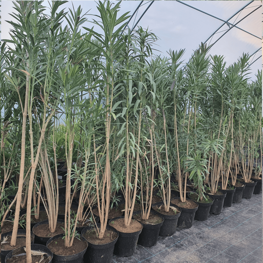 Нериум олеандър (Nerium oleander) – зряло растение, височина 180–200 см