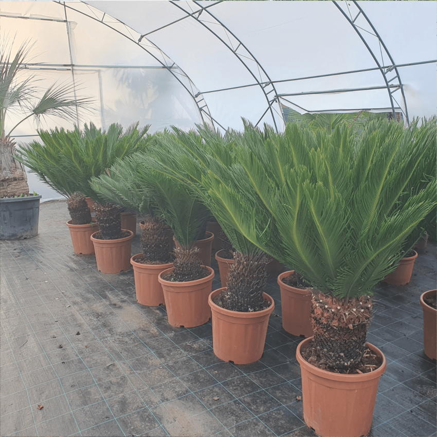 Цикас Революта-Cicas Revoluta-Големи екземпляри