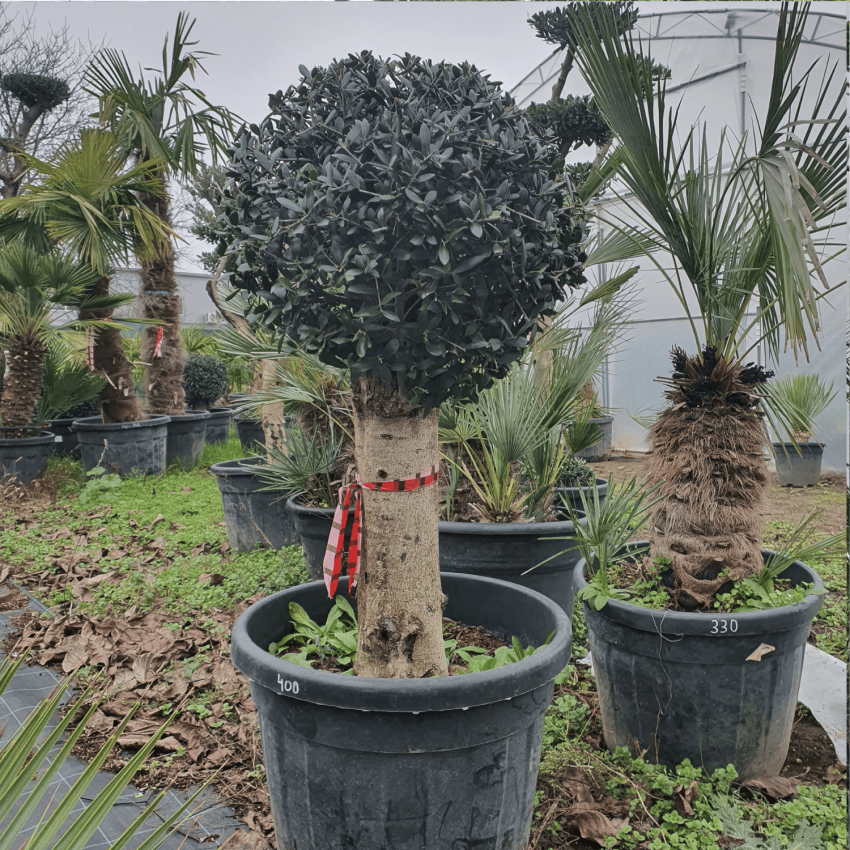 Маслиново дърво – висока топиарна форма „Топка“