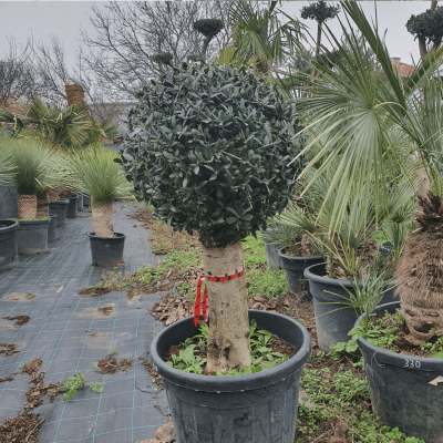 Маслиново дърво – висока топиарна форма „Топка“