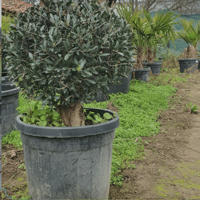 Зряло маслиново дърво Olea Europaea-Топиарна форма ,,Топка"