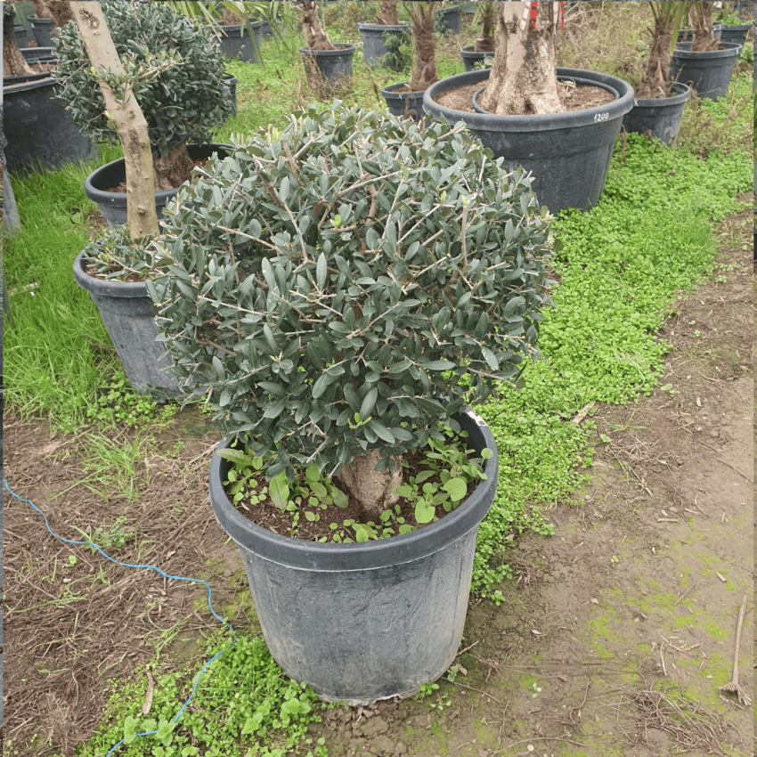 Зряло маслиново дърво Olea Europaea-Топиарна форма ,,Топка"