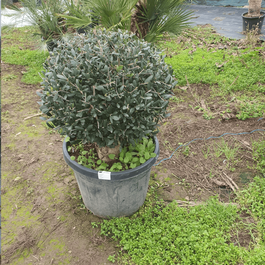 Зряло маслиново дърво Olea Europaea-Топиарна форма ,,Топка"