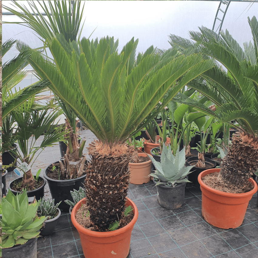 Цикас Революта-Cicas Revoluta-Големи екземпляри