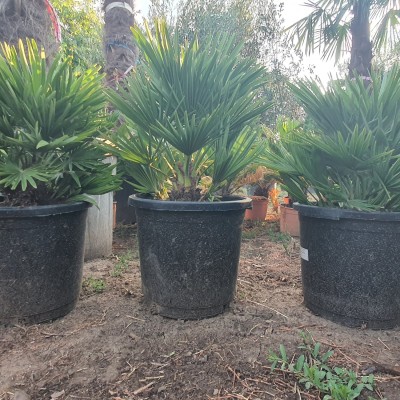 Хамеропс Хумилис Вулкано-Chamaerops Humilis Vulcano