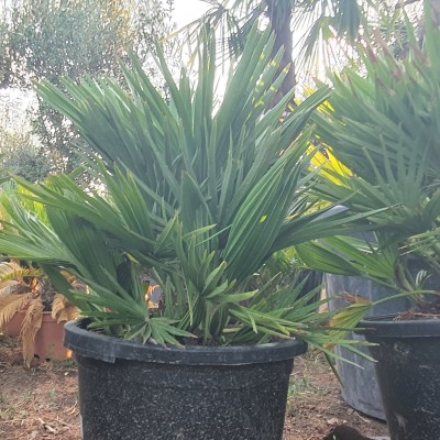 Хамеропс Хумилис Вулкано-Chamaerops Humilis Vulcano
