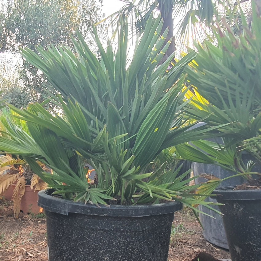 Хамеропс Хумилис Вулкано-Chamaerops Humilis Vulcano Хамеропс Хумилис Вулкано-Chamaerops Humilis Vulcano