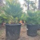 Хамеропс Хумилис Вулкано-Chamaerops Humilis Vulcano Хамеропс Хумилис Вулкано-Chamaerops Humilis Vulcano