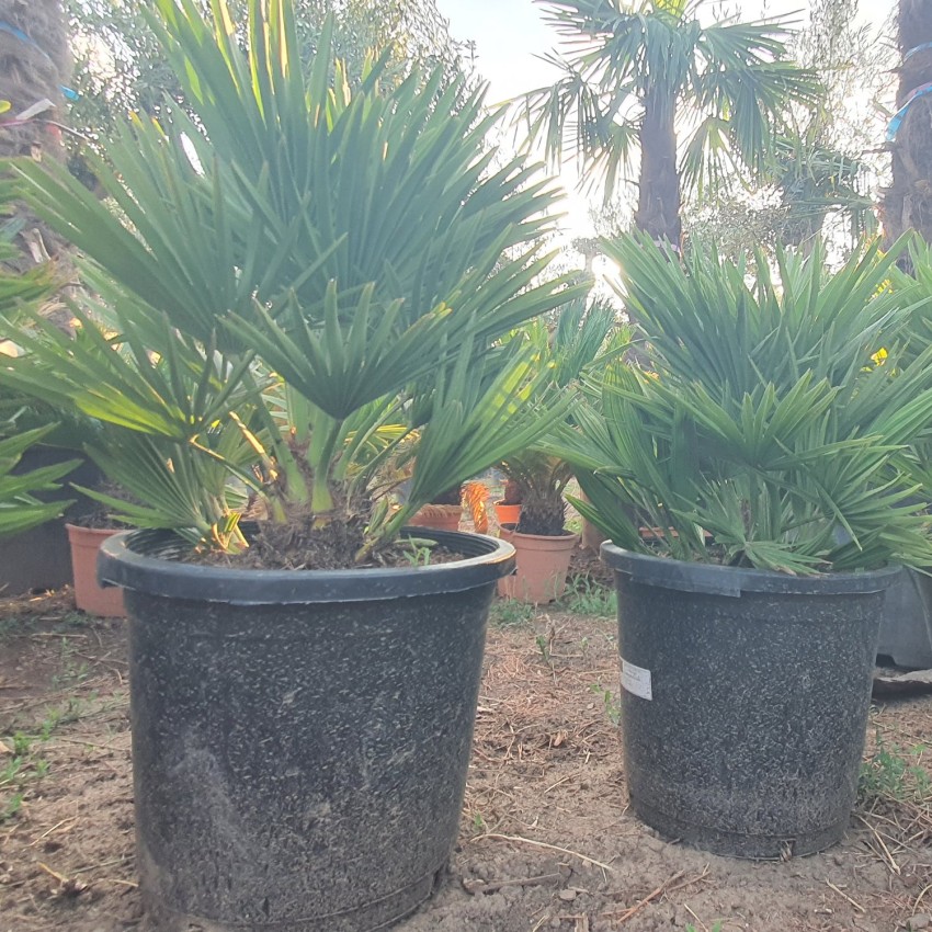 Хамеропс Хумилис Вулкано-Chamaerops Humilis Vulcano Хамеропс Хумилис Вулкано-Chamaerops Humilis Vulcano