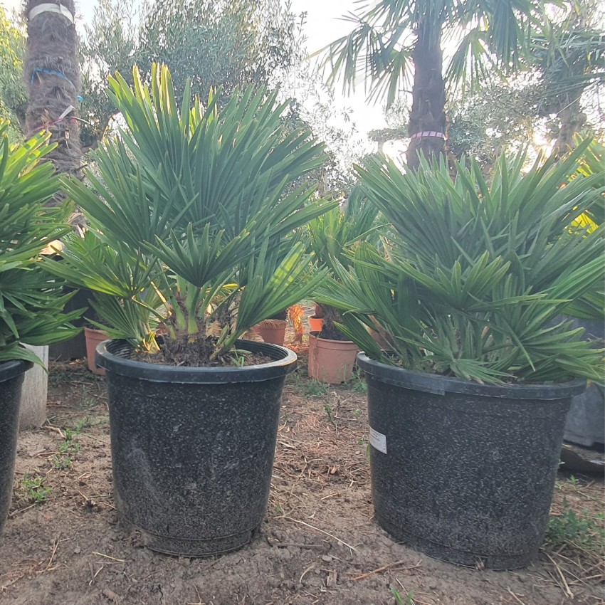 Хамеропс Хумилис Вулкано-Chamaerops Humilis Vulcano Хамеропс Хумилис Вулкано-Chamaerops Humilis Vulcano