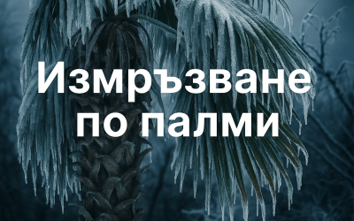 Разпознаване и лечение на измръзване по палмите – практично ръководство от Palmi Tropicana