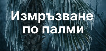 Разпознаване и лечение на измръзване по палмите – практично ръководство от Palmi Tropicana