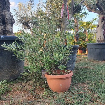 Маслиново дърво Бонсай,Olea Europaea Bonsai-BUSH
