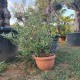 Маслиново дърво Бонсай,Olea Europaea Bonsai-BUSH Маслиново дърво Бонсай,Olea Europaea Bonsai-BUSH