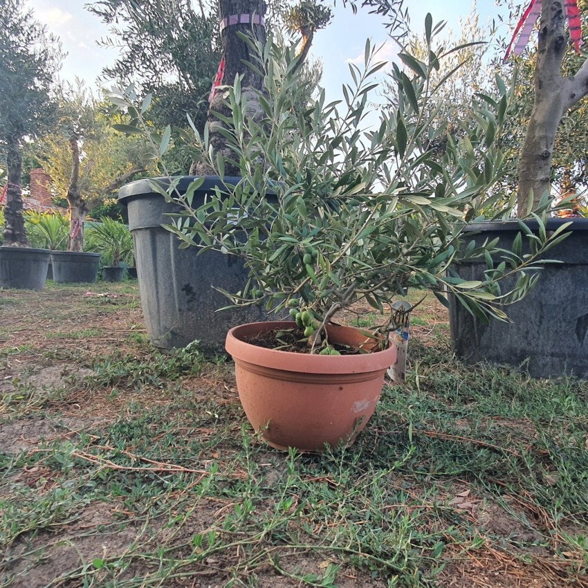 Маслиново дърво Бонсай,Olea Europaea Bonsai-BUSH Маслиново дърво Бонсай,Olea Europaea Bonsai-BUSH